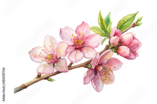Cherry Blossom Branch Watercolor Element vector illustration isolated on white background