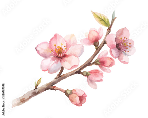 Cherry Blossom Branch Watercolor Element  isolated on white background
