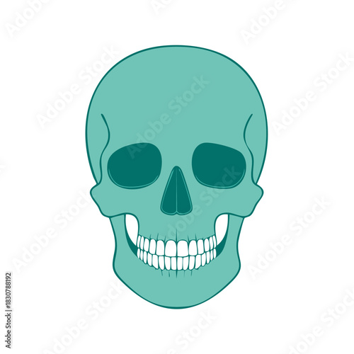 Illustrated Human Skull with Teeth, Anatomy Icon in Teal Color