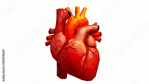 Human Heart Anatomy Illustration - Medical Organ for Cardiology, Health  Biology Concepts
