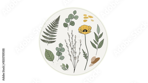 Botanical illustration featuring a fern, eucalyptus, poppy, and other plants arranged in a circular composition.