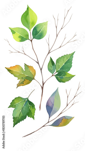 Watercolor illustration of various leaves and branches, showcasing natural botanical elements.