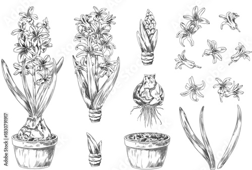 Hyacinth collection engraved sketch, flower, leaves, bulb, pot with soil vector set, hand drawn spring blossom plant