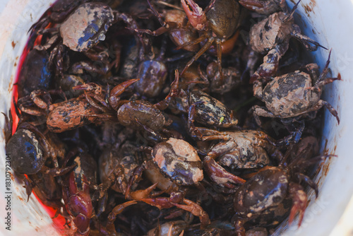 A close-up of a bucket full of small, muddy crabs.