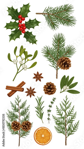 Christmas botanical illustration with holly, pine, mistletoe, cinnamon, star anise, rosemary, thyme, orange slice, and pine cones.