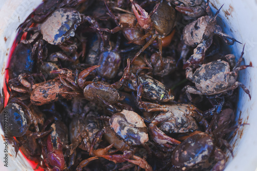 A close-up of a bucket full of small, muddy crabs.