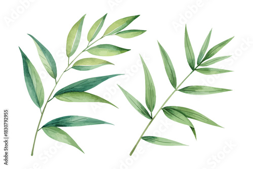 Bamboo Leaves Watercolor  isolated on white background