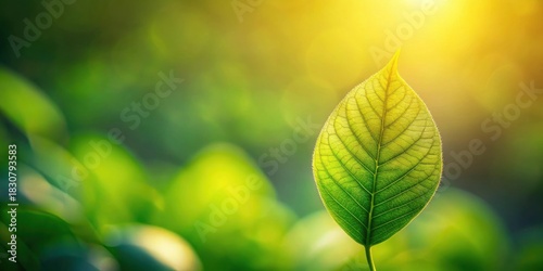 Single vibrant green leaf illuminated by warm sunlight against a softly blurred backdrop of verdant foliage