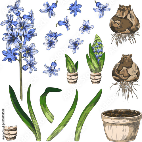A set of watercolor sketches of blue hyacinth flowers, stems, stems, bulbs, pots, and scales.
