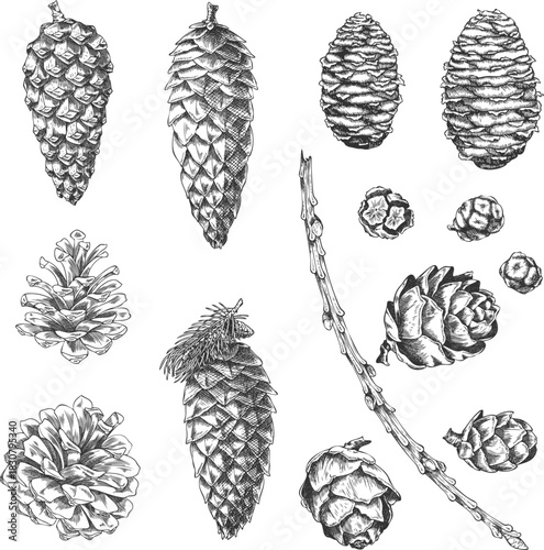 Conifer tree cones collection engraved hand drawn vector set, Scots pine, Cypress, European Larch, Siberian fir sketch