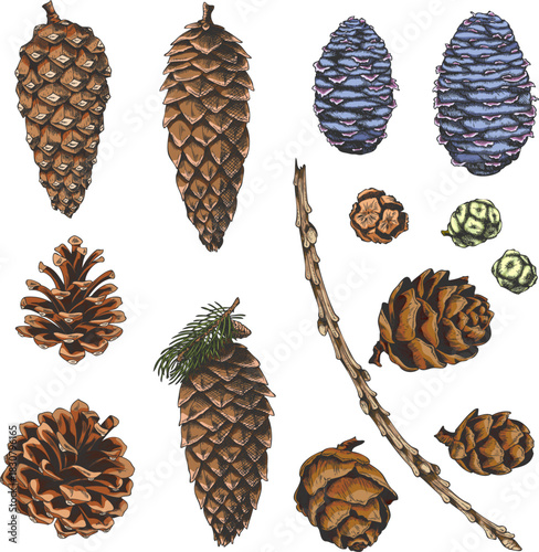 Conifer tree cones collection hand drawn vector set, pine, Cypress, European Larch, fir fruit sketch, Xmas decoration