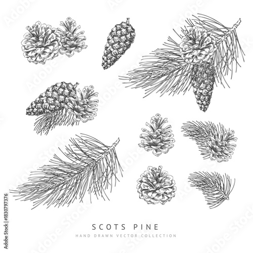 Scots pine cone and branches engraved hand drawn vector collection, conifer tree botanical sketch, Xmas decoration