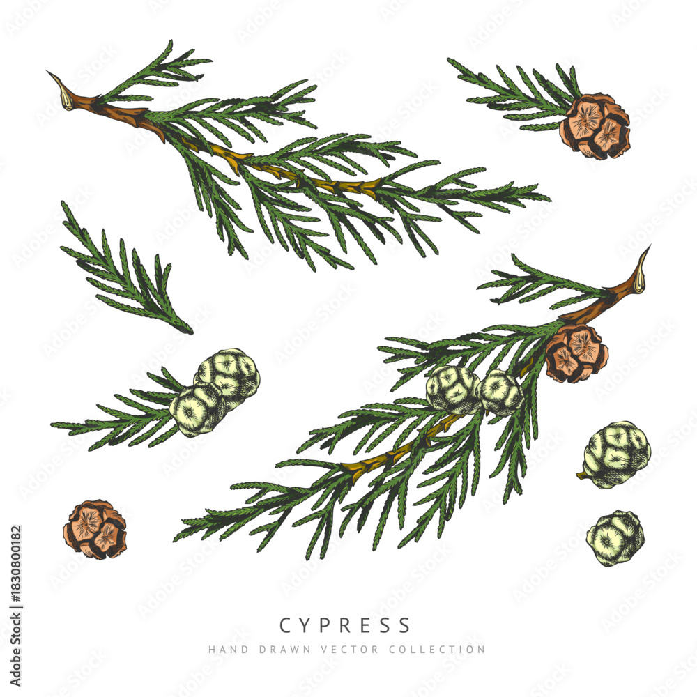 Obraz premium Cypress cones and branches hand drawn vector collection, conifer tree elements botanical sketch, Xmas decoration