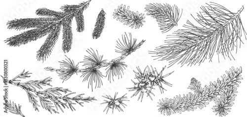 A set of monochrome, vintage-style hand-drawn icons of various coniferous branches.