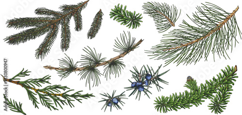 Conifer trees branches collection hand drawn vector set, pine and fir, Cypress Juniper, Larch evergreen botanical sketch