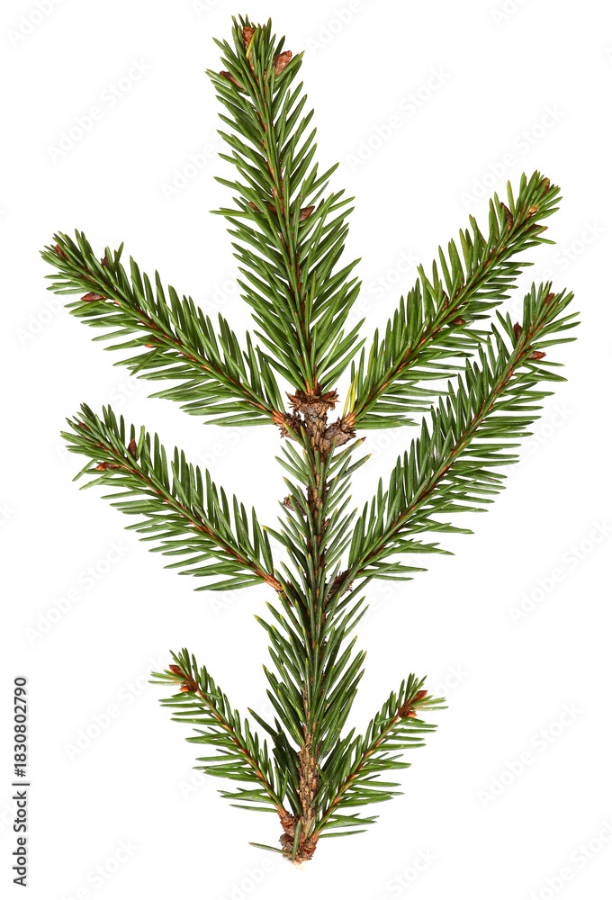 Fototapeta premium Spruce pine green branch isolated on white background. Christmas tree