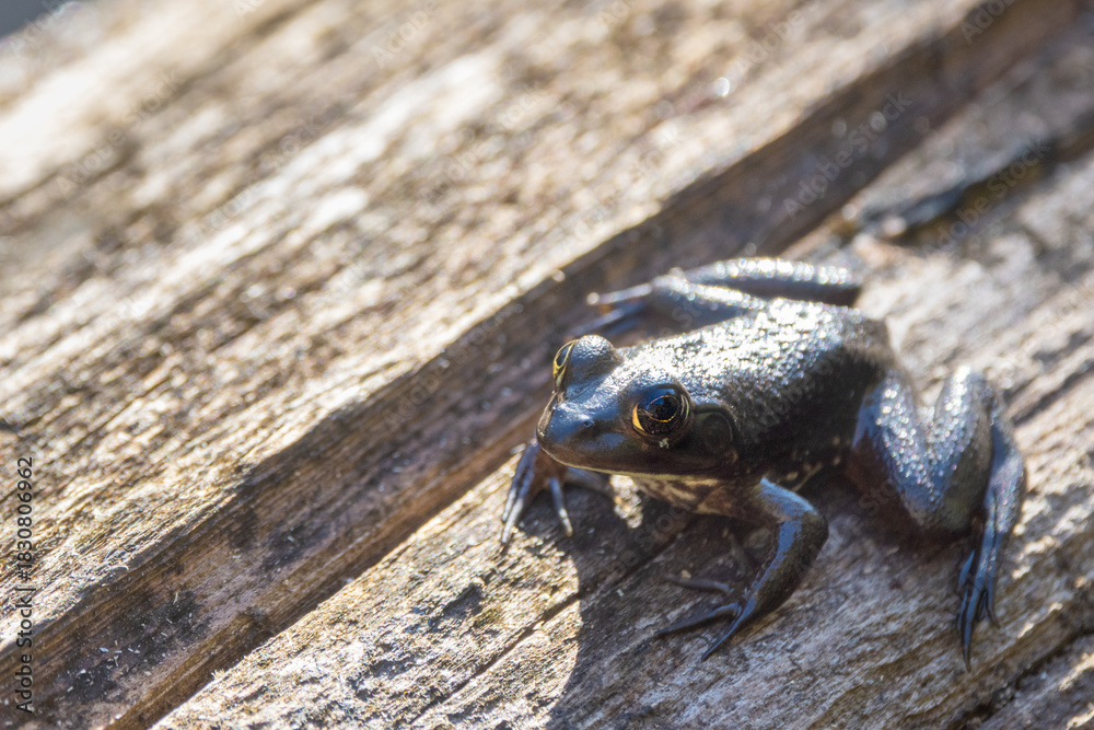 Obraz premium A bullfrog—likely the American bullfrog (Lithobates catesbeianus) according to identification on iNaturalist. Please check ID with an expert if your project requires accuracy. In Corkscrew, Florida.