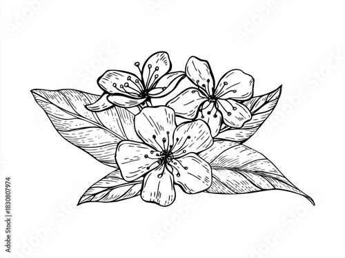 Spring blooming composition with cherry, almond or pear tree flowers and leaves vector isolated illustration. Monochrome blossom plant painted by black ink. Floral graphic sketch for greeting cards