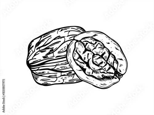 Walnuts monochrome vector line art black ink sketch. Hand drawn unpeeled whole Walnut and open nut in shell realistic graphic illustration. Healthy snack for food packaging, culinary blog, advertising