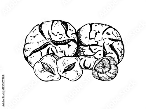 Crinkle cookies and hazelnut vector isolated illustration painted by black inks. Traditional homemade sweet lemon cookie and peeled nut etching drawing. Hand drawn biscuit line art for Xmas recipe