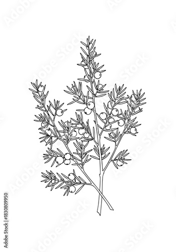 Botanical illustration of flowering plant with leaves and branches  