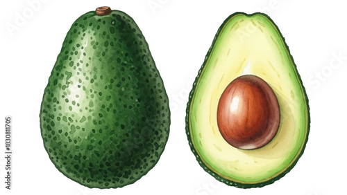 Realistic illustration of a whole green avocado next to a sliced half showing the large brown seed and creamy flesh on a white background