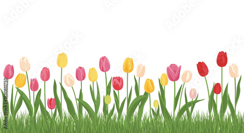 A vibrant spring border featuring colorful blooming tulips in pink, yellow, red, and cream hues, with fresh green grass on a clean white background.