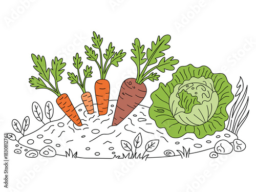 Cartoon Carrots And Cabbage Growing In The Garden Soil vegetable plant
