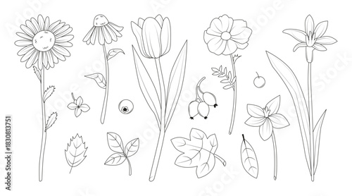 Botanical Collection of Flowers Line Art Drawings.
