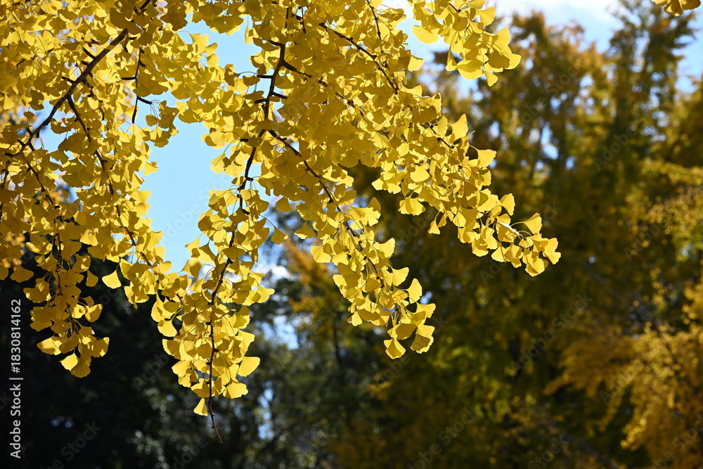 Fototapeta premium イチョウと青空
