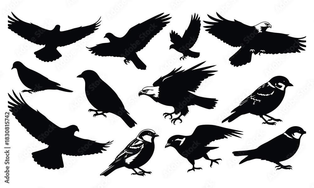 Obraz premium set of silhouettes of birds