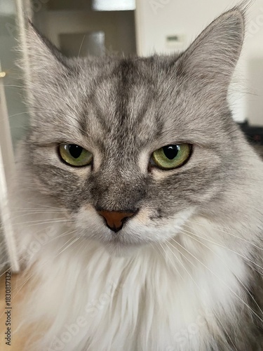 Portrait of a silver tabby siberian cat