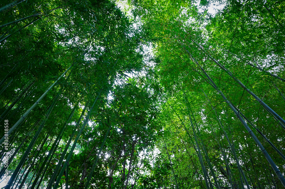 Fototapeta premium Green asian bamboo forest as nature background