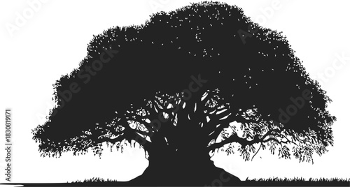 Tree silhouette sketch, hand drawn large spreading oak with detailed branches and foliage. Vector illustration