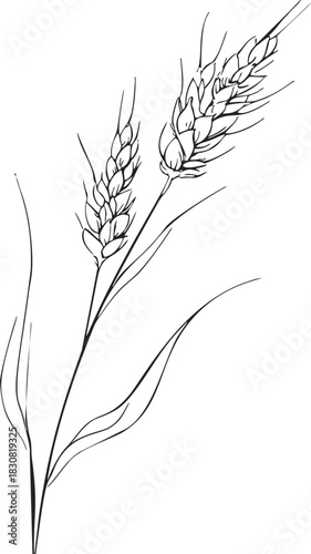 Wheat ears sketch hand drawn botanical line art with stems and leaves. Vector illustration