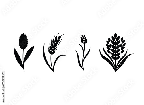 Set of four black silhouette icons of grain plant ear
