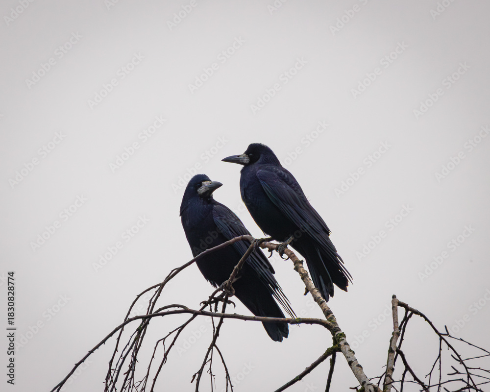 Naklejka premium Pair of Rooks Perched on a Bare Winter Branch