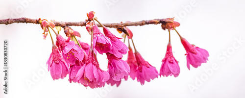 Panorama with beautiful Sakura, blooming cherry trees, on white background in Japan.