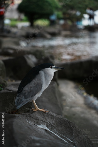 Obraz na plátne night heron