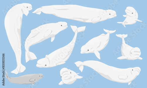 A set of beluga whales (Delphinapterus leucas). Adult beluga whales and a calf. Realistic vector aquatic mammal.