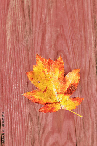 Autumnal leaf of sorbus