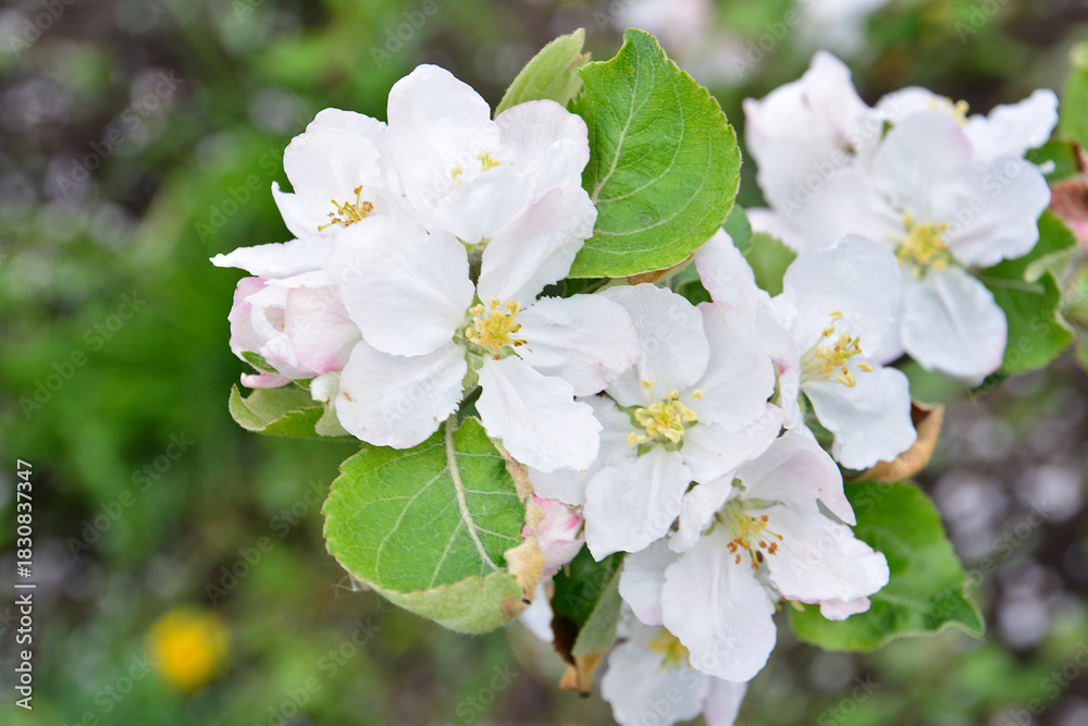 Fototapeta premium Close-up of Delicate White Apple Blossoms in Spring