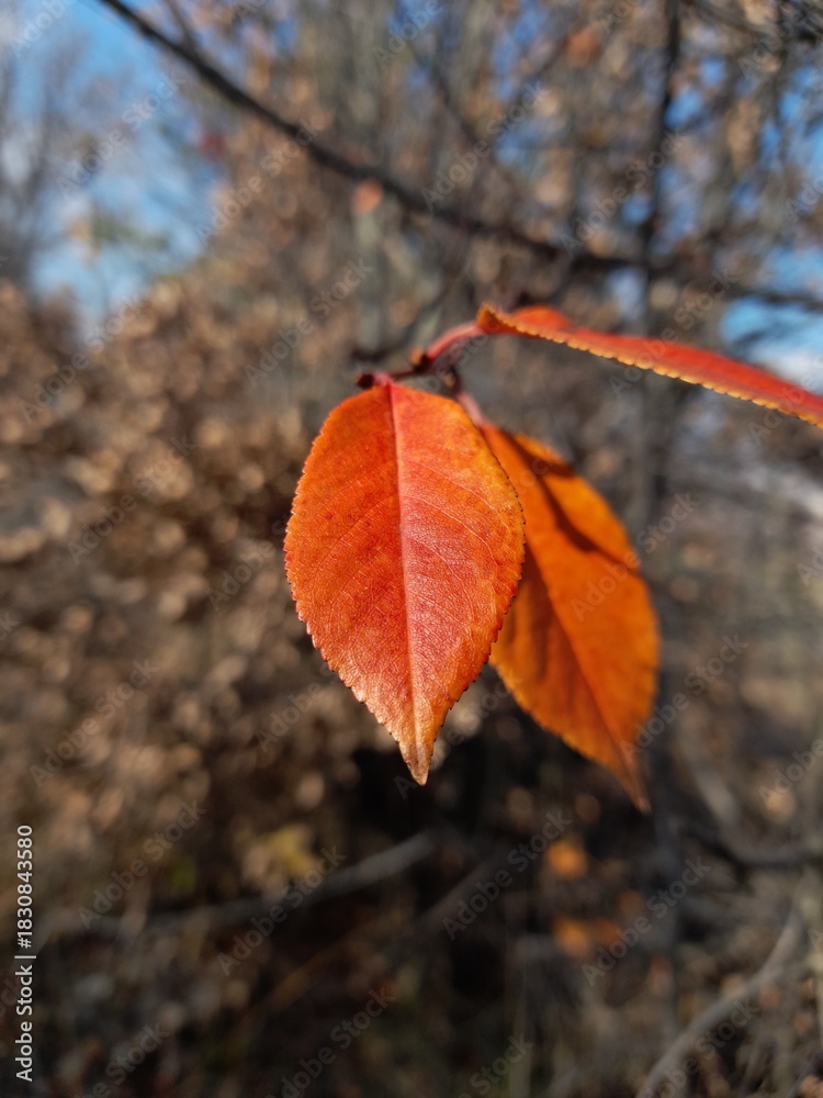 Obraz premium “Autumn’s Last Orange Leaf”
