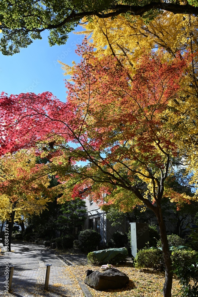 Naklejka premium 紅葉と青空
