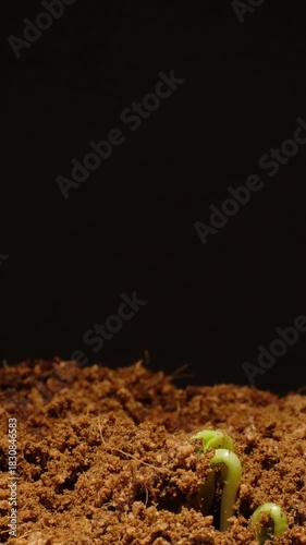 Close-up time-lapse of small plant sprouting from seed in soil, showing early growth stages.