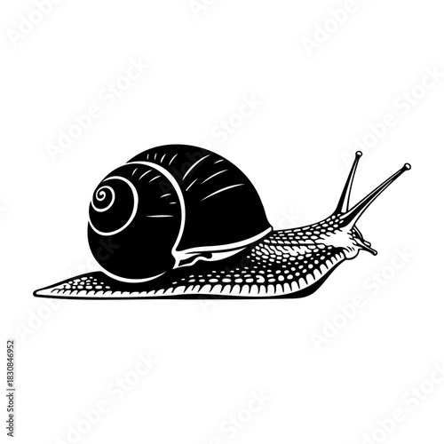 A monochrome illustration of a snail with a spiral shell and antennae