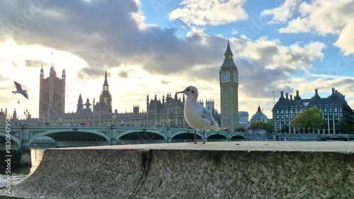 Seagull in front of the panoramic view of  Big Ben and Houses of Parliament at sunset. London, UK 