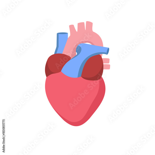 Anatomy of a healthy human heart, cardiology and medicine concept