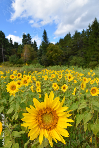 A field of heliopsis flowers in summer, Sainte-Apolline, Québec, Canada
