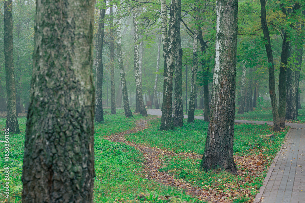 Fototapeta premium birch trees park landscape scenic view misty morning majestic atmospheric idyllic environment